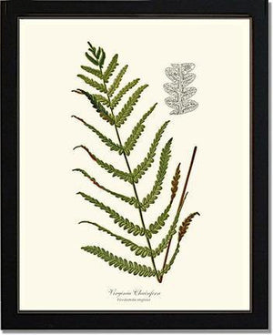 Virginia Chainfern Botanical Wall Art Print-Charting Nature