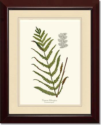 Virginia Chainfern Botanical Wall Art Print-Charting Nature