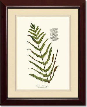 Virginia Chainfern Botanical Wall Art Print-Charting Nature
