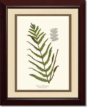 Virginia Chainfern Botanical Wall Art Print-Charting Nature