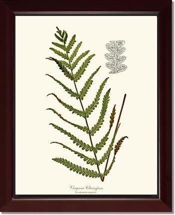 Virginia Chainfern Botanical Wall Art Print-Charting Nature