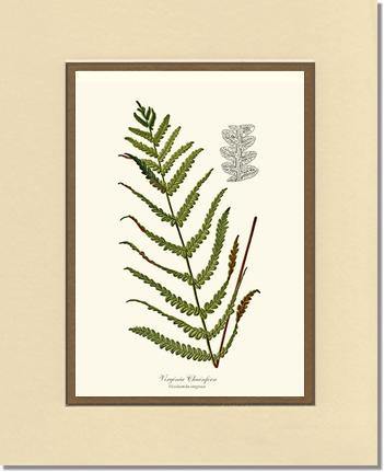 Virginia Chainfern Botanical Wall Art Print-Charting Nature