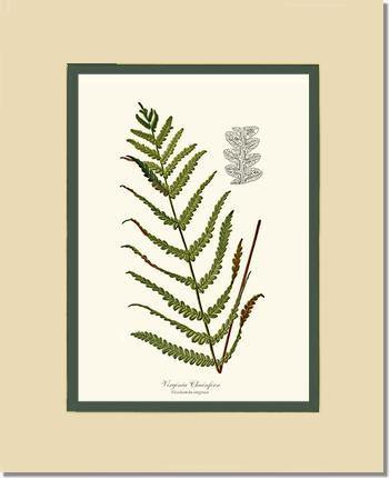 Virginia Chainfern Botanical Wall Art Print-Charting Nature