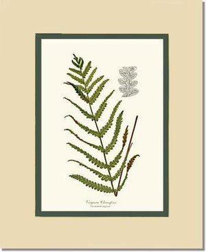 Virginia Chainfern Botanical Wall Art Print-Charting Nature
