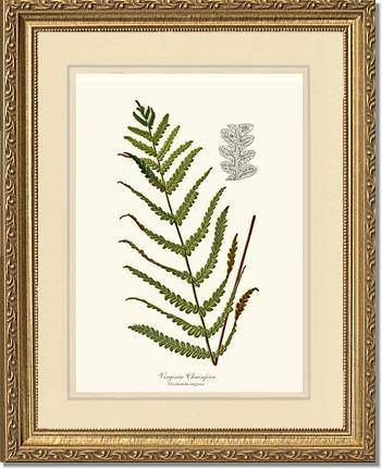 Virginia Chainfern Botanical Wall Art Print-Charting Nature