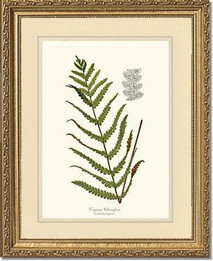 Virginia Chainfern Botanical Wall Art Print-Charting Nature