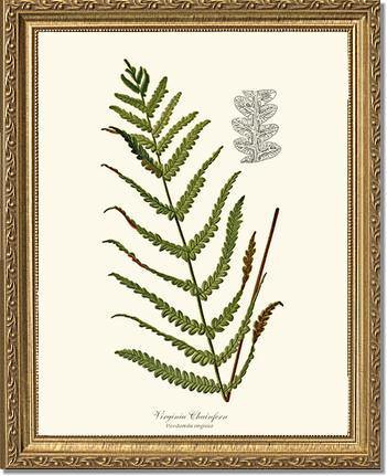 Virginia Chainfern Botanical Wall Art Print-Charting Nature
