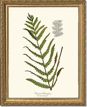 Virginia Chainfern Botanical Wall Art Print-Charting Nature