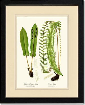 Hart's Tongue Fern Botanical Wall Art Print-Charting Nature