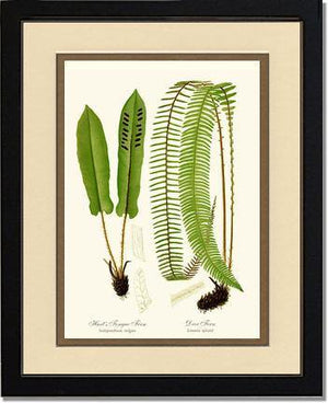 Hart's Tongue Fern Botanical Wall Art Print-Charting Nature