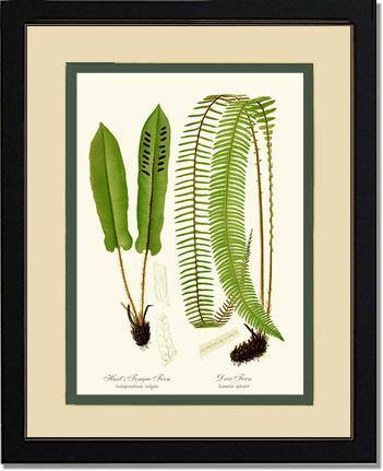 Hart's Tongue Fern Botanical Wall Art Print-Charting Nature