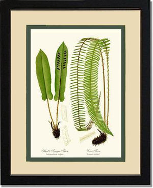 Hart's Tongue Fern Botanical Wall Art Print-Charting Nature