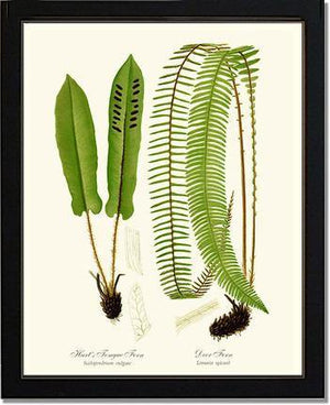 Hart's Tongue Fern Botanical Wall Art Print-Charting Nature