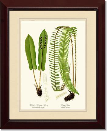 Hart's Tongue Fern Botanical Wall Art Print-Charting Nature