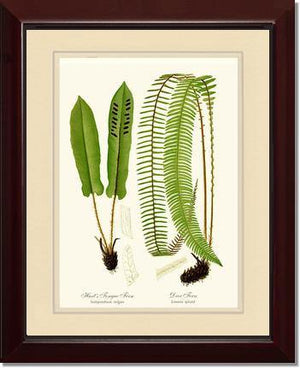 Hart's Tongue Fern Botanical Wall Art Print-Charting Nature