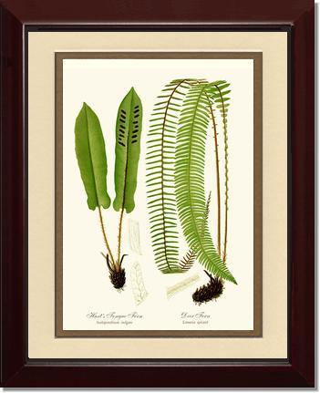 Hart's Tongue Fern Botanical Wall Art Print-Charting Nature