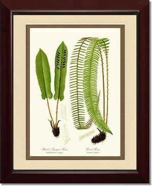 Hart's Tongue Fern Botanical Wall Art Print-Charting Nature