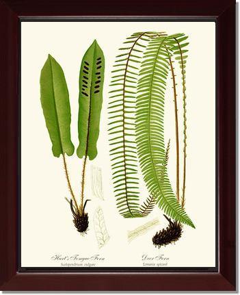 Hart's Tongue Fern Botanical Wall Art Print-Charting Nature