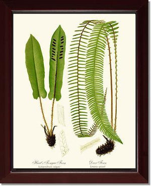 Hart's Tongue Fern Botanical Wall Art Print-Charting Nature