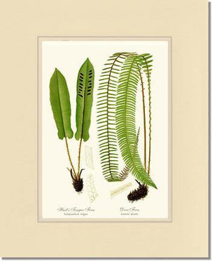 Hart's Tongue Fern Botanical Wall Art Print-Charting Nature