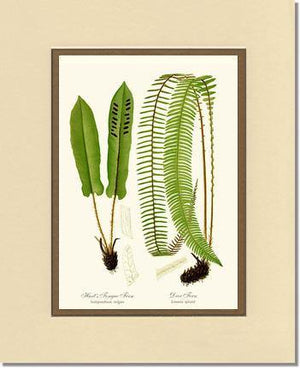 Hart's Tongue Fern Botanical Wall Art Print-Charting Nature