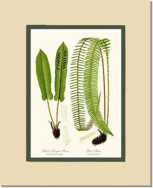 Hart's Tongue Fern Botanical Wall Art Print-Charting Nature