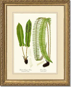Hart's Tongue Fern Botanical Wall Art Print-Charting Nature