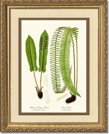 Hart's Tongue Fern Botanical Wall Art Print-Charting Nature