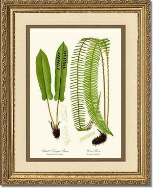 Hart's Tongue Fern Botanical Wall Art Print-Charting Nature