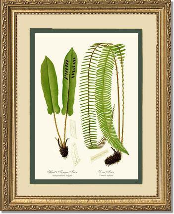 Hart's Tongue Fern Botanical Wall Art Print-Charting Nature
