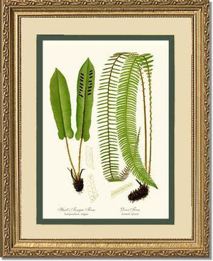 Hart's Tongue Fern Botanical Wall Art Print-Charting Nature