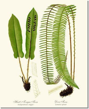 Hart's Tongue Fern Botanical Wall Art Print-Charting Nature