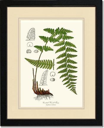 Crested Wood Fern Botanical Wall Art Print-Charting Nature