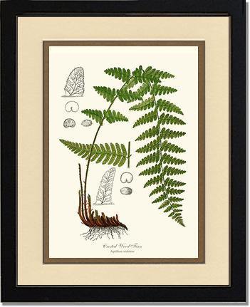 Crested Wood Fern Botanical Wall Art Print-Charting Nature
