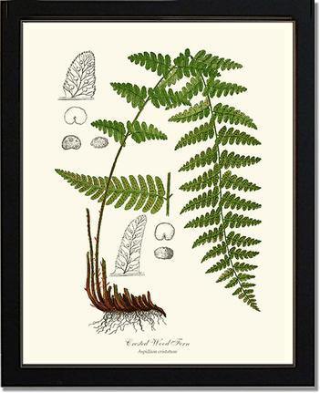 Crested Wood Fern Botanical Wall Art Print-Charting Nature
