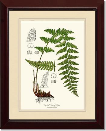 Crested Wood Fern Botanical Wall Art Print-Charting Nature
