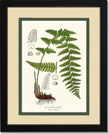 Crested Wood Fern Botanical Wall Art Print-Charting Nature