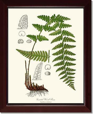 Crested Wood Fern Botanical Wall Art Print-Charting Nature