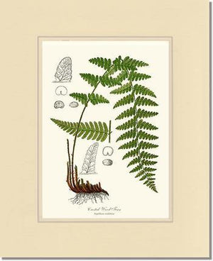 Crested Wood Fern Botanical Wall Art Print-Charting Nature