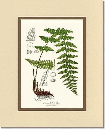 Crested Wood Fern Botanical Wall Art Print-Charting Nature