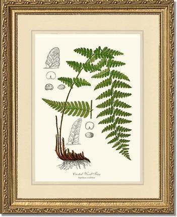 Crested Wood Fern Botanical Wall Art Print-Charting Nature
