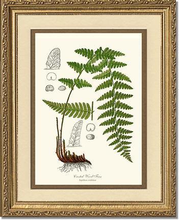 Crested Wood Fern Botanical Wall Art Print-Charting Nature