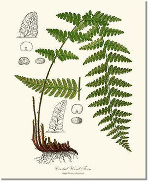 Crested Wood Fern Botanical Wall Art Print-Charting Nature