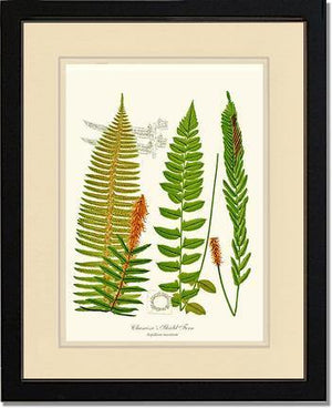 Chamisso Shield Fern Botanical Wall Art Print-Charting Nature