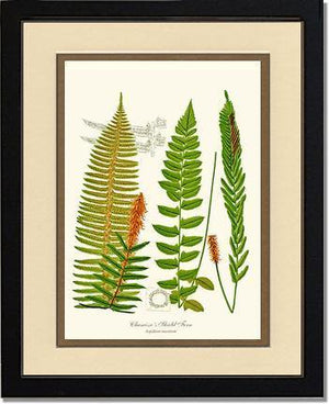 Chamisso Shield Fern Botanical Wall Art Print-Charting Nature