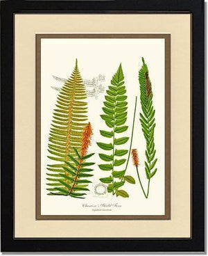 Chamisso Shield Fern Botanical Wall Art Print-Charting Nature