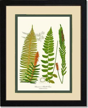 Chamisso Shield Fern Botanical Wall Art Print-Charting Nature