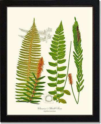 Chamisso Shield Fern Botanical Wall Art Print-Charting Nature