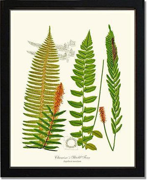 Chamisso Shield Fern Botanical Wall Art Print-Charting Nature
