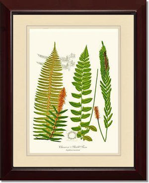 Chamisso Shield Fern Botanical Wall Art Print-Charting Nature